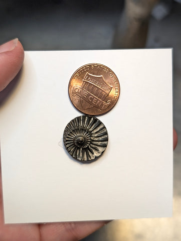Custom Ammonite Necklace